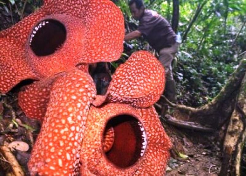 Bunga Rafflesia Arnoldi Mekar Sempurna dengan Diameter 130 Centimeter