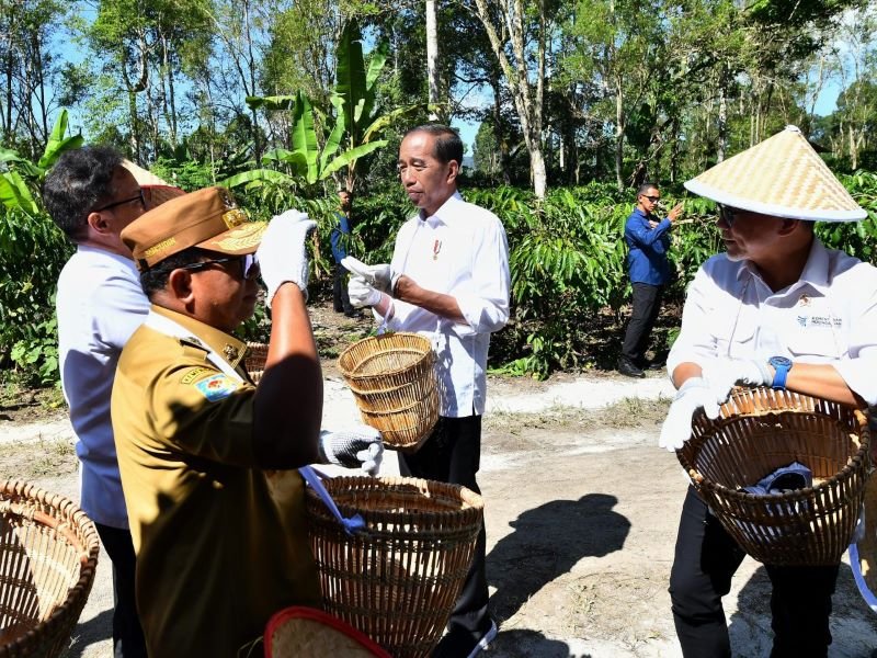 Presiden Jokowi Panen Kopi Bersama Petani di Lampung