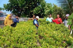 Sudin KPKP Kepulauan Seribu Sukses Panen Cabai di Pulau Kelapa, Wujud Ketahanan Pangan