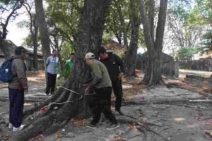 Pengecekan dan Penilaian Pohon Berusia Ratusan Tahun di Kawasan Kepulauan Seribu